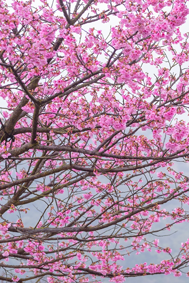 Desktop Hintergrundbilder Japanische Kirschblute Rosa Farbe 640x960