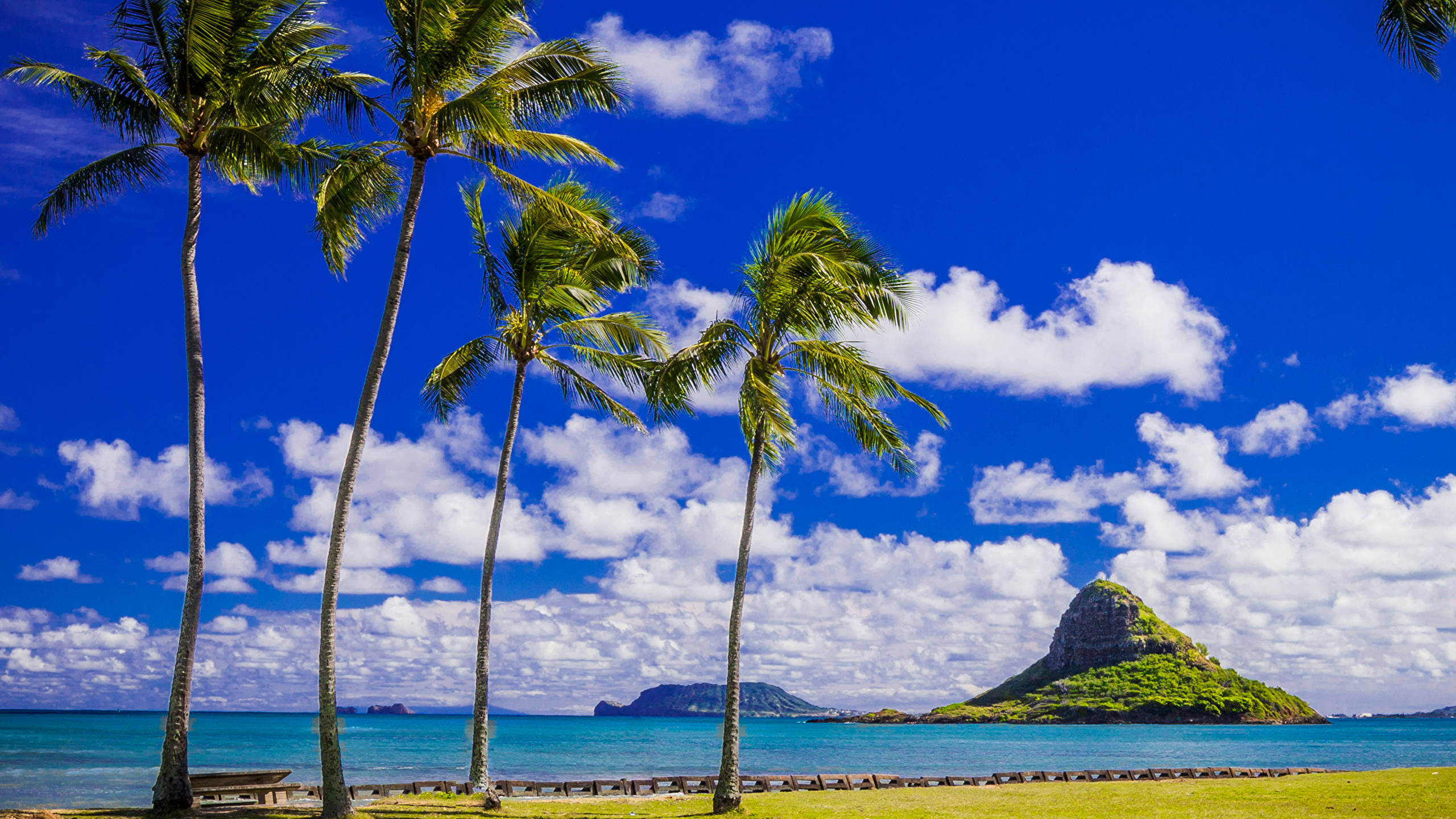 壁紙 2560x1440 熱帯 海岸 空 アメリカ合衆国 ハワイ州 ヤシ 雲 自然 ダウンロード 写真