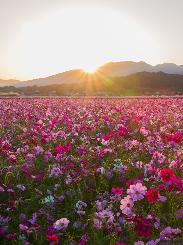 Photos Fields flower Cosmos plant sunrise and sunset Many 600x800