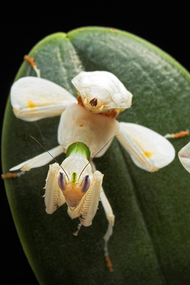 Orkide Bönsyrsa