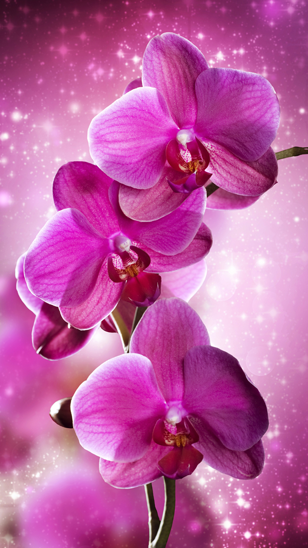 Flowers  on Twitter    Flower aesthetic Orchid wallpaper Flower  wallpaper