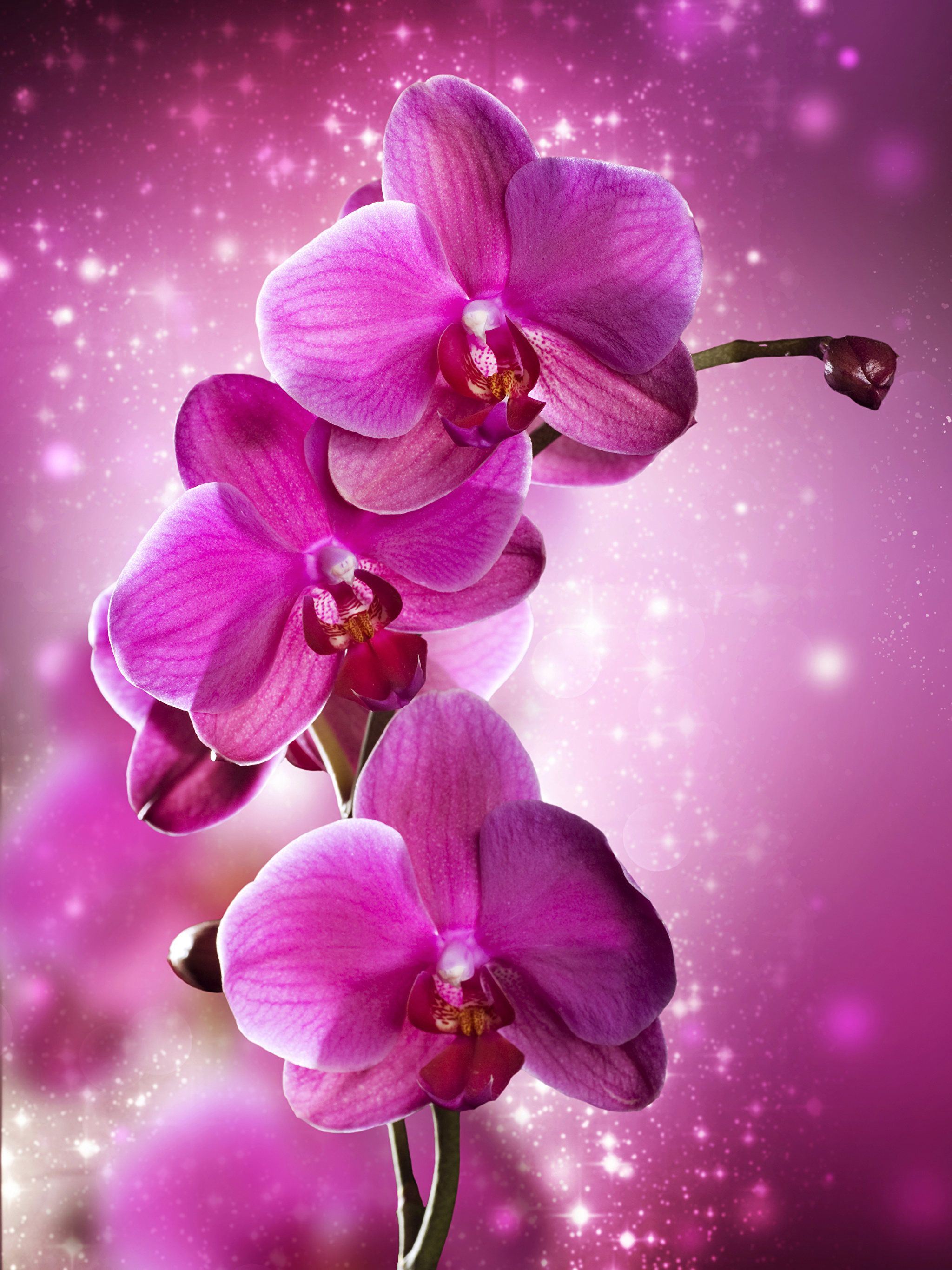 Вертикальные цветы заставка. Орхидея розовая. Цветы вертикальные. Фотообои телефон. Красивая розовая Орхидея.