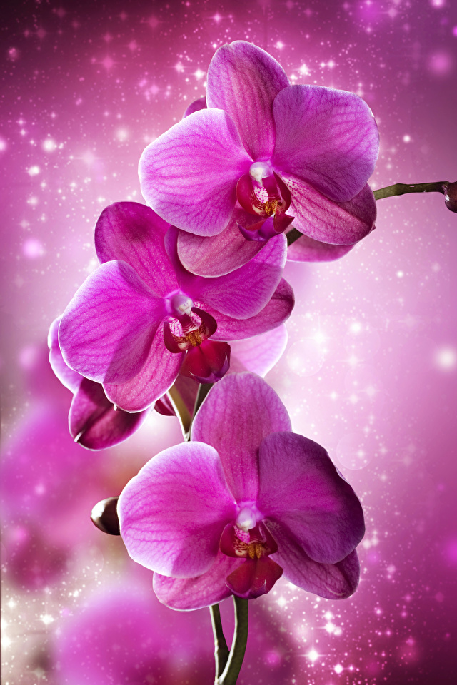 Fondos de Pantalla 640x960 Orchidaceae De cerca Rosa color Flores descargar  imagenes