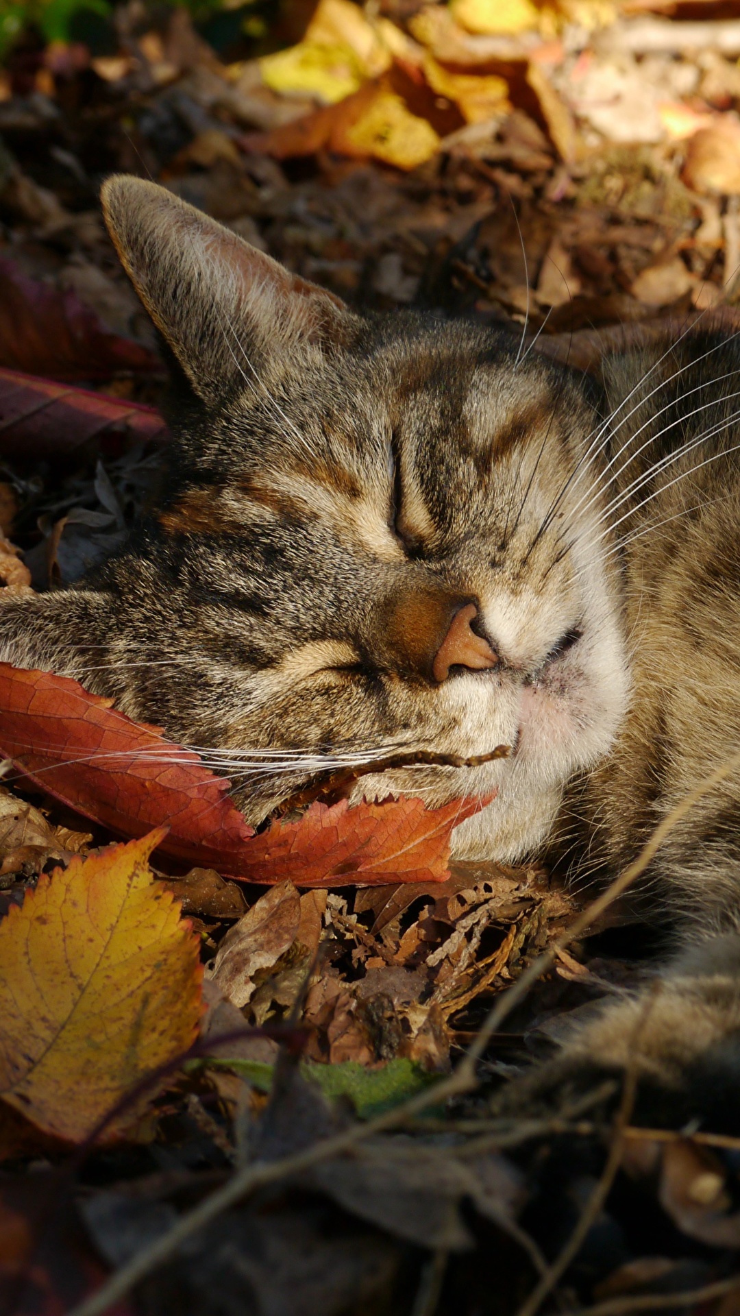 壁紙 1080x19 飼い猫 秋 眠る 木の葉 動物 ダウンロード 写真