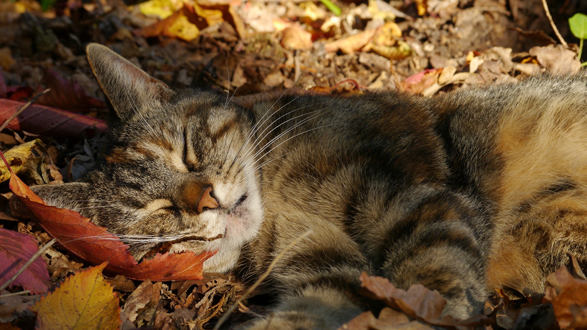壁紙 19x1080 飼い猫 秋 眠る 木の葉 動物 ダウンロード 写真