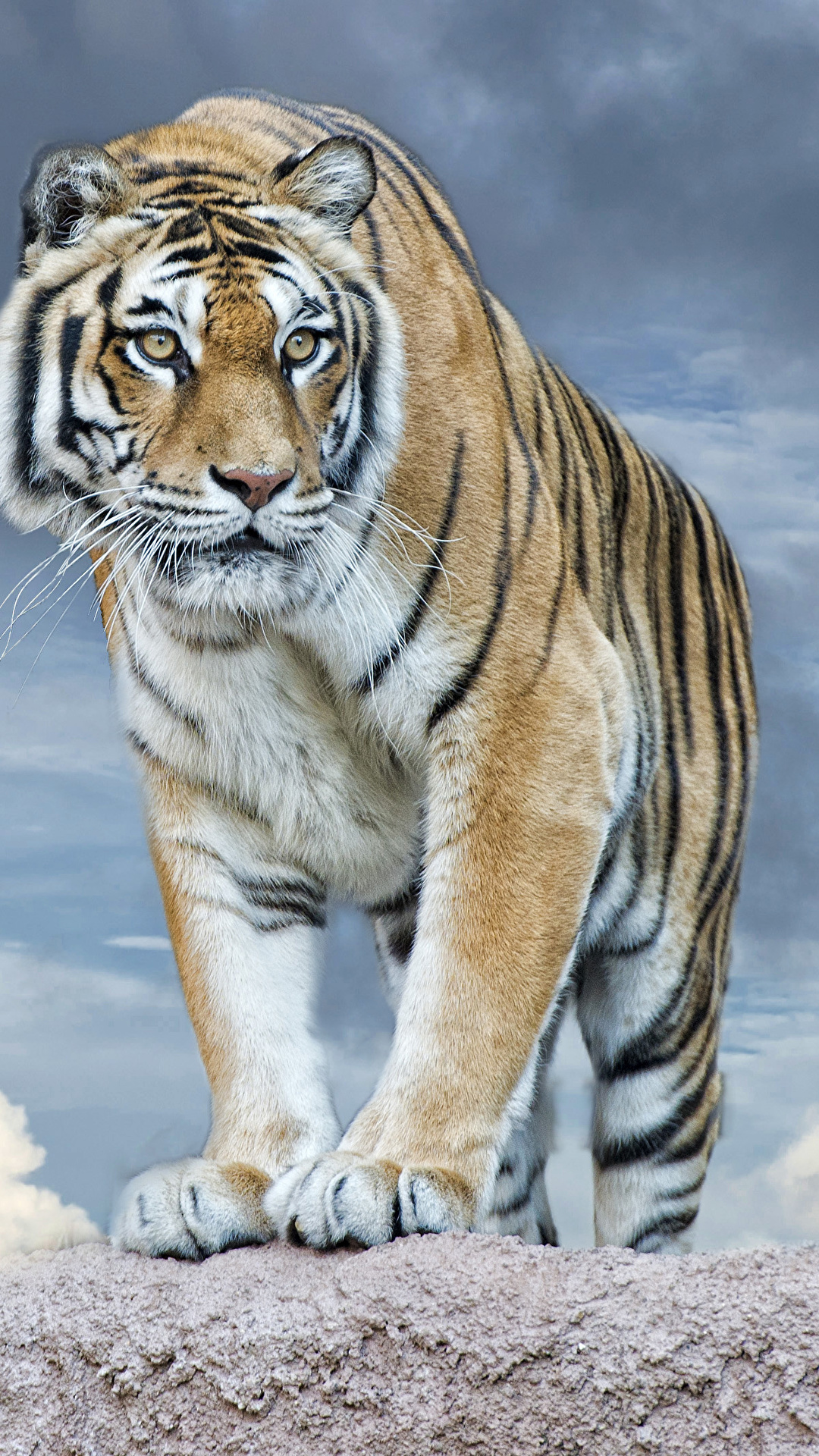 Fotos Von Tiger Grosse Katze Blick Ein Tier 1080x19