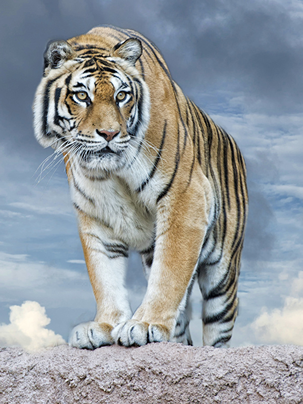 600+] Tiger Wallpapers