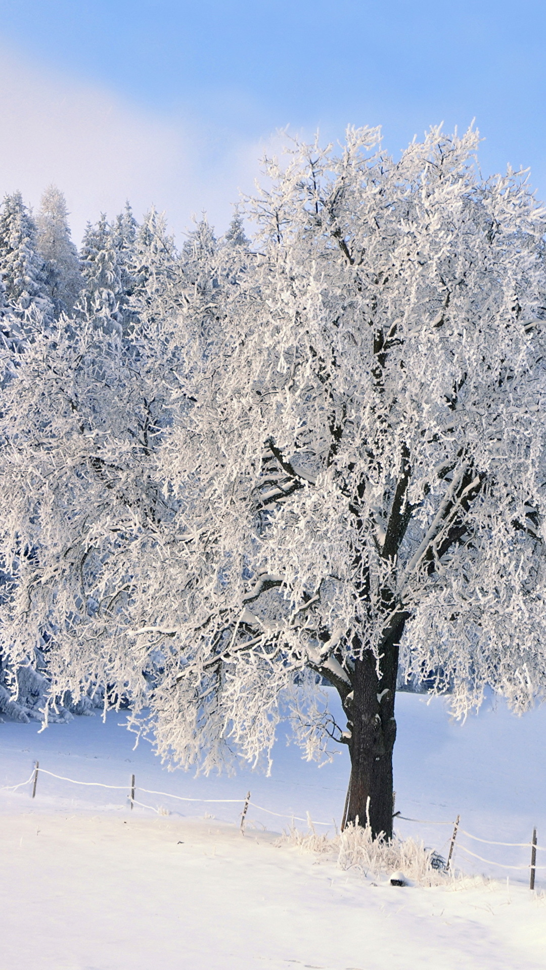 壁紙 1080x19 冬 雪 木 自然 ダウンロード 写真