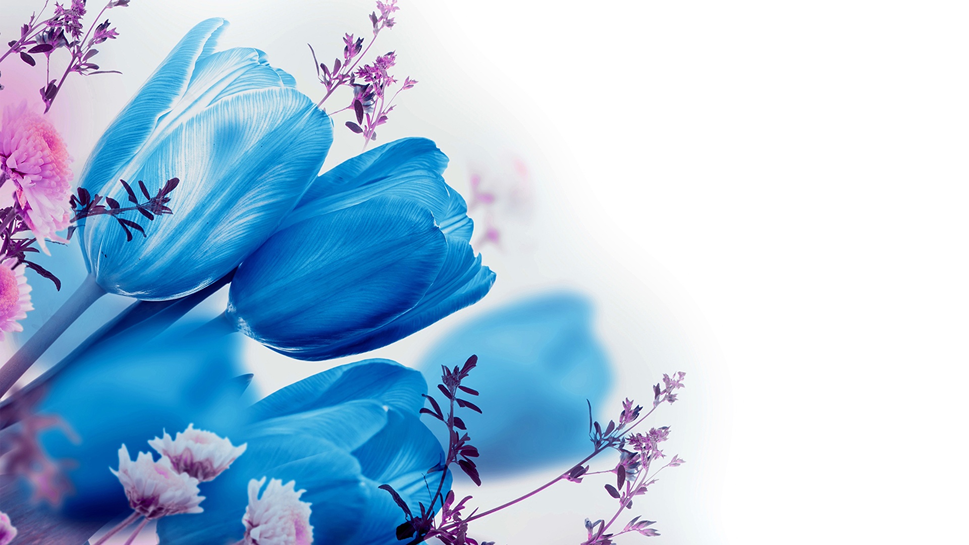 Desktop Hintergrundbilder Blau Tulpen Blute Weisser 19x1080