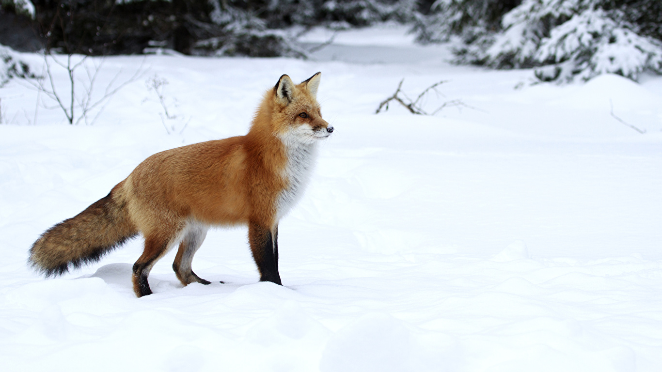 壁紙 1366x768 キツネ 冬 雪 動物 ダウンロード 写真