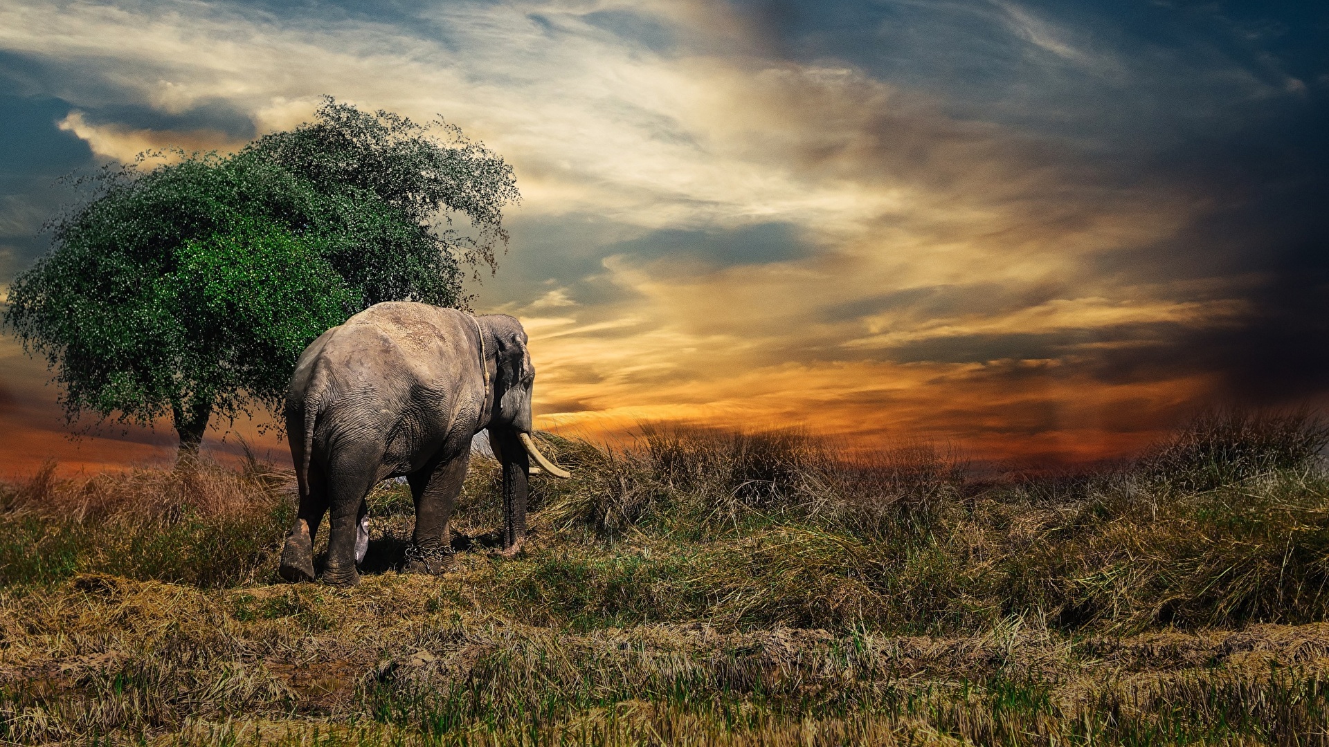elephants | Elephant wallpaper, Elephant, Minimalist desktop wallpaper