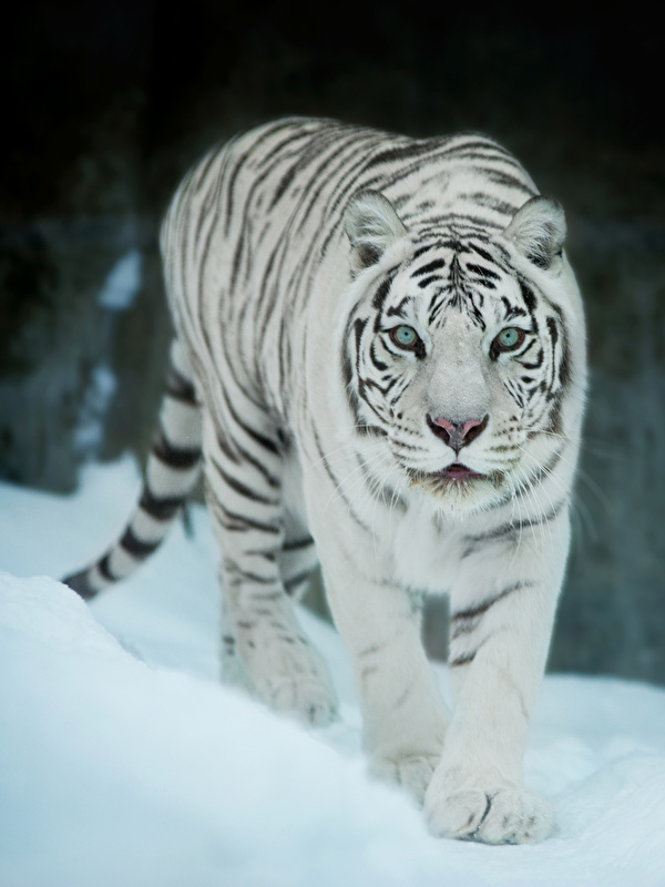 Fondos de Pantalla 600x800 Tigris Blanco Animalia descargar imagenes
