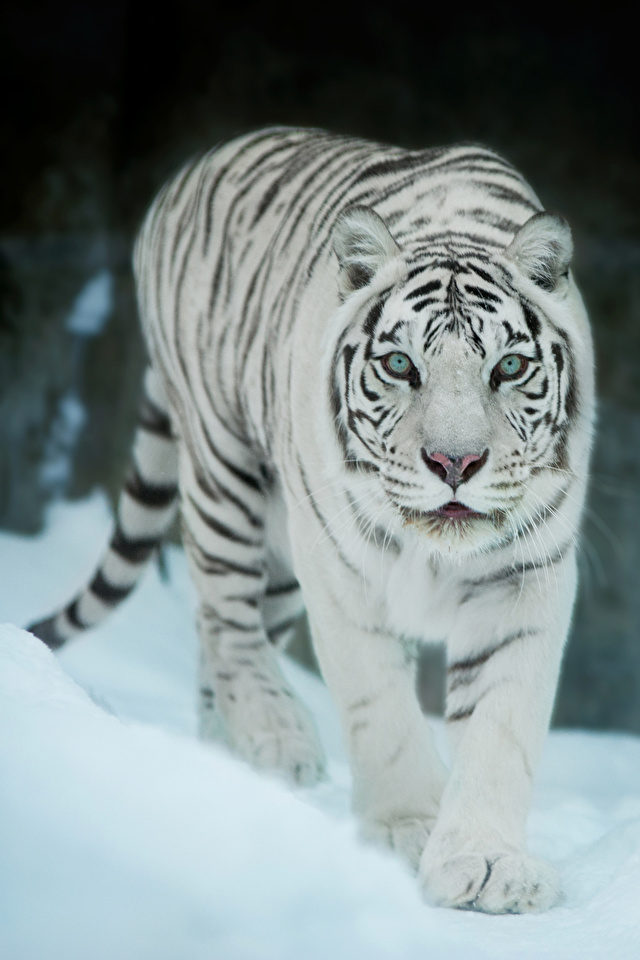 Fondos de Pantalla 640x960 Tigris Blanco Animalia descargar imagenes