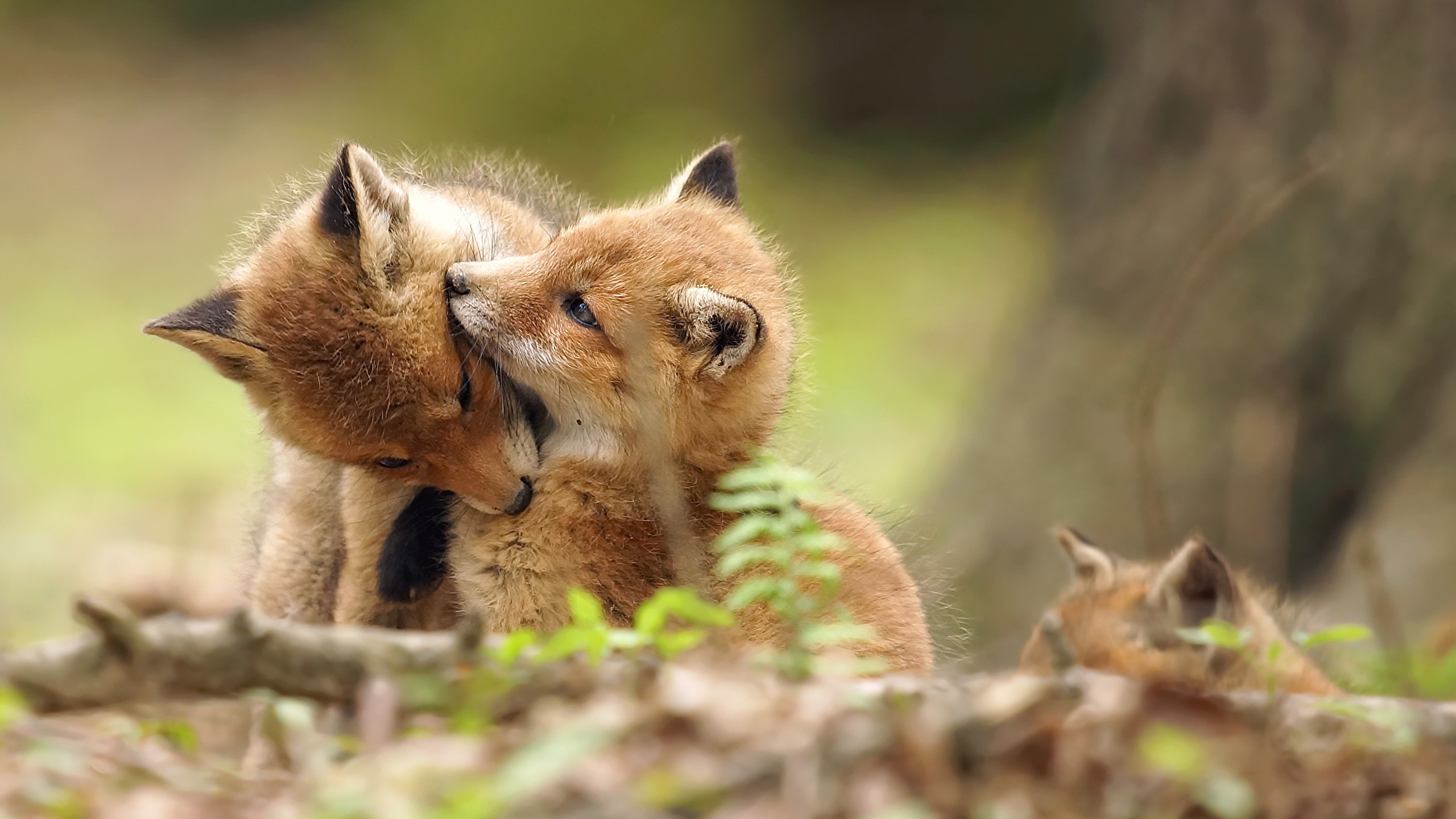 Desktop Hintergrundbilder Fuchse Babys Suss Zwei Tiere 2560x1440