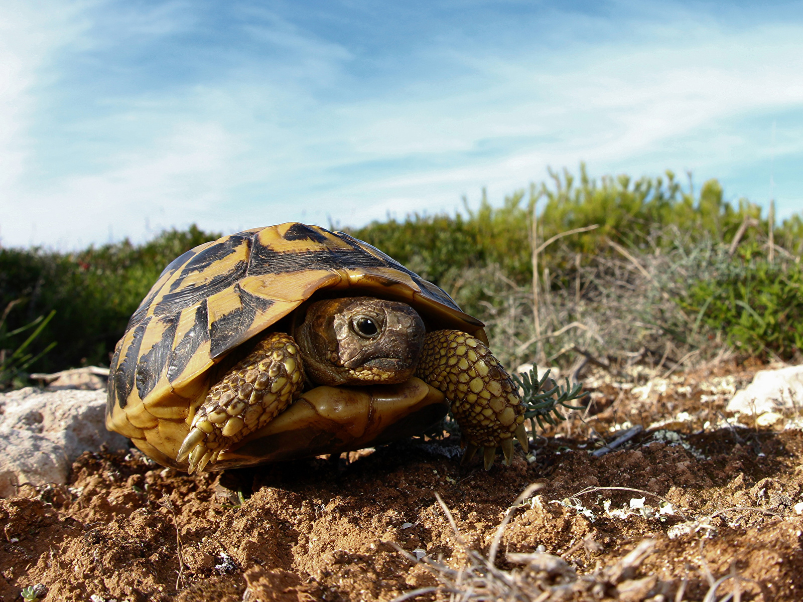 Image Turtles Closeup Animals 1600x1200