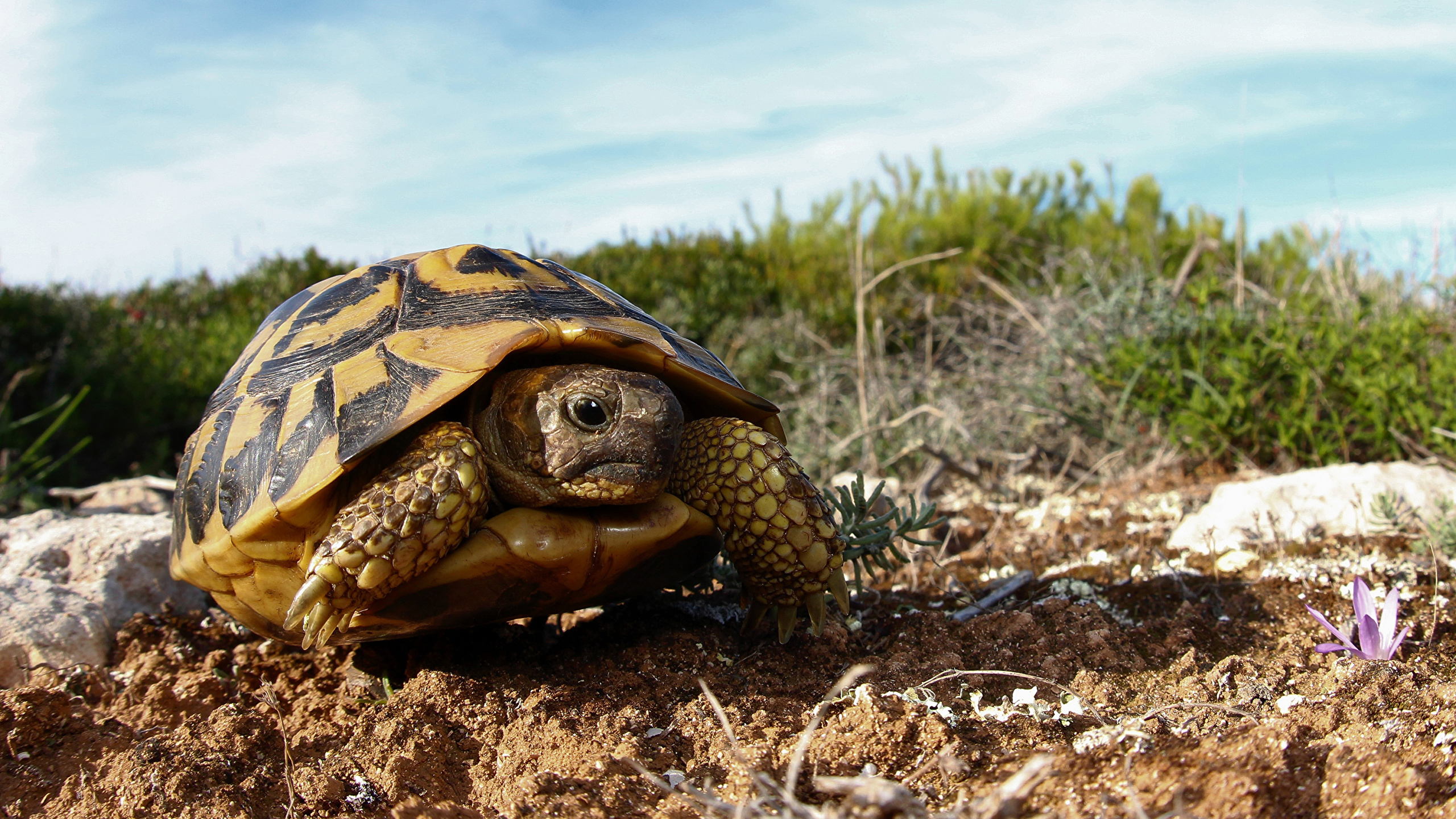 Черепахи весной. Черепаха Тартаруга. Среднеазиатская черепаха. Черепахи в субтропиках. Сухопутная Песчаная черепаха.