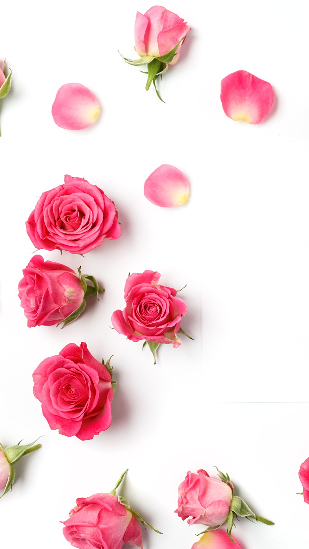 壁紙 1080x19 バラ 白背景 ピンク 花 ダウンロード 写真