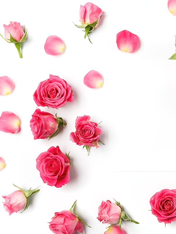 Desktop Hintergrundbilder Rosen Rosa Farbe Blumen Weisser 600x800