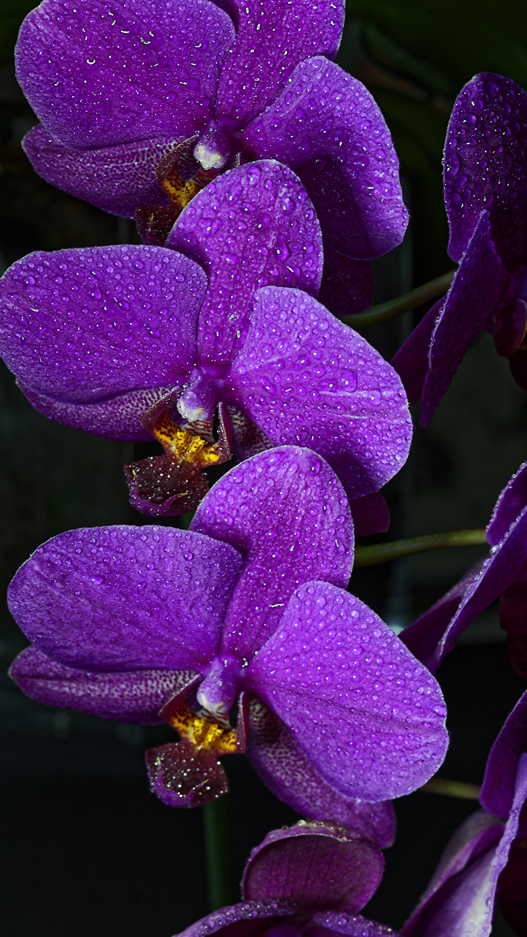 Fondos de Pantalla 1080x1920 Orchidaceae De cerca Fondo negro Violeta color  Flores descargar imagenes