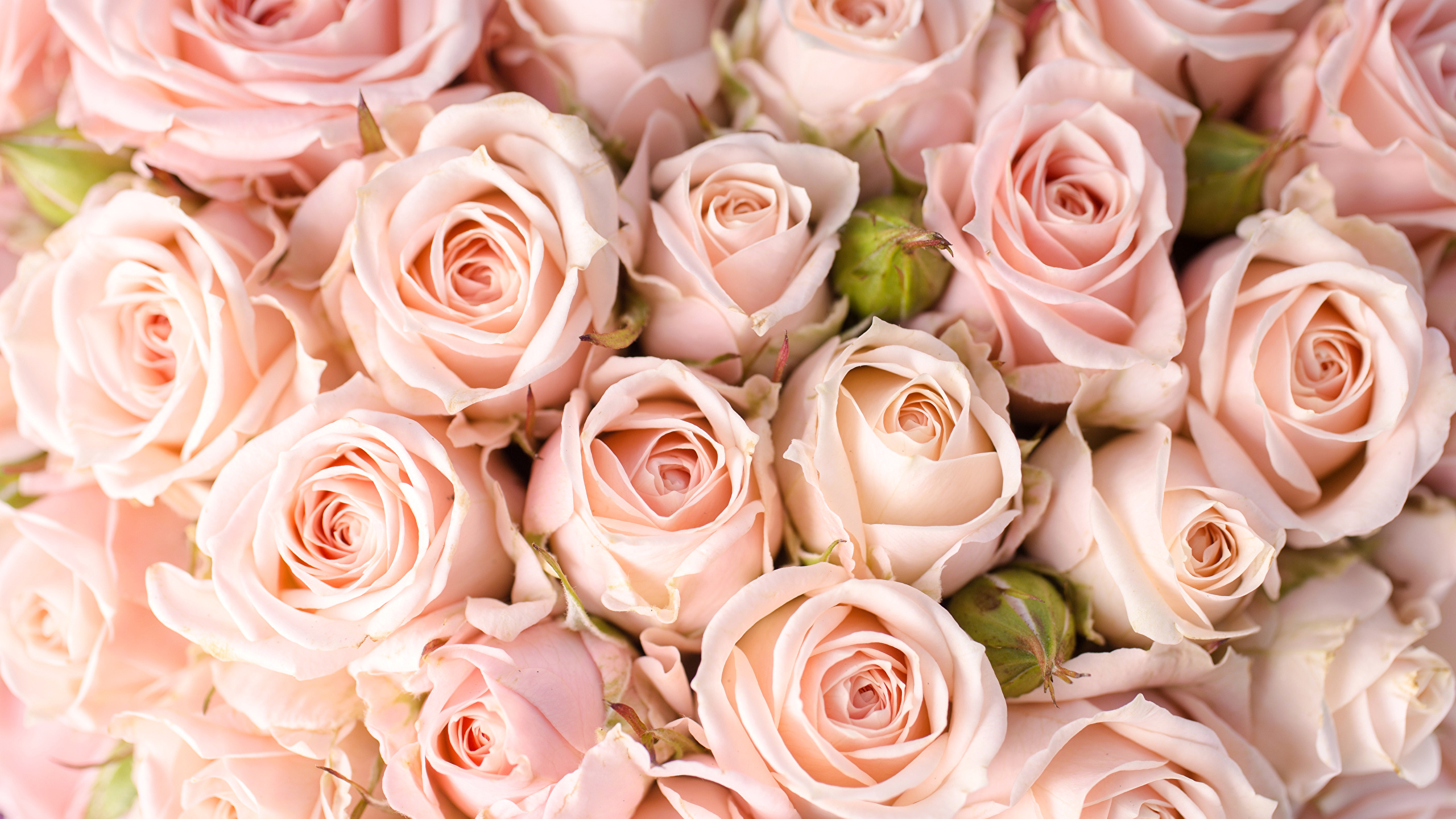 Fonds d'ecran 2560x1440 Roses En gros plan Rose couleur Fleurs