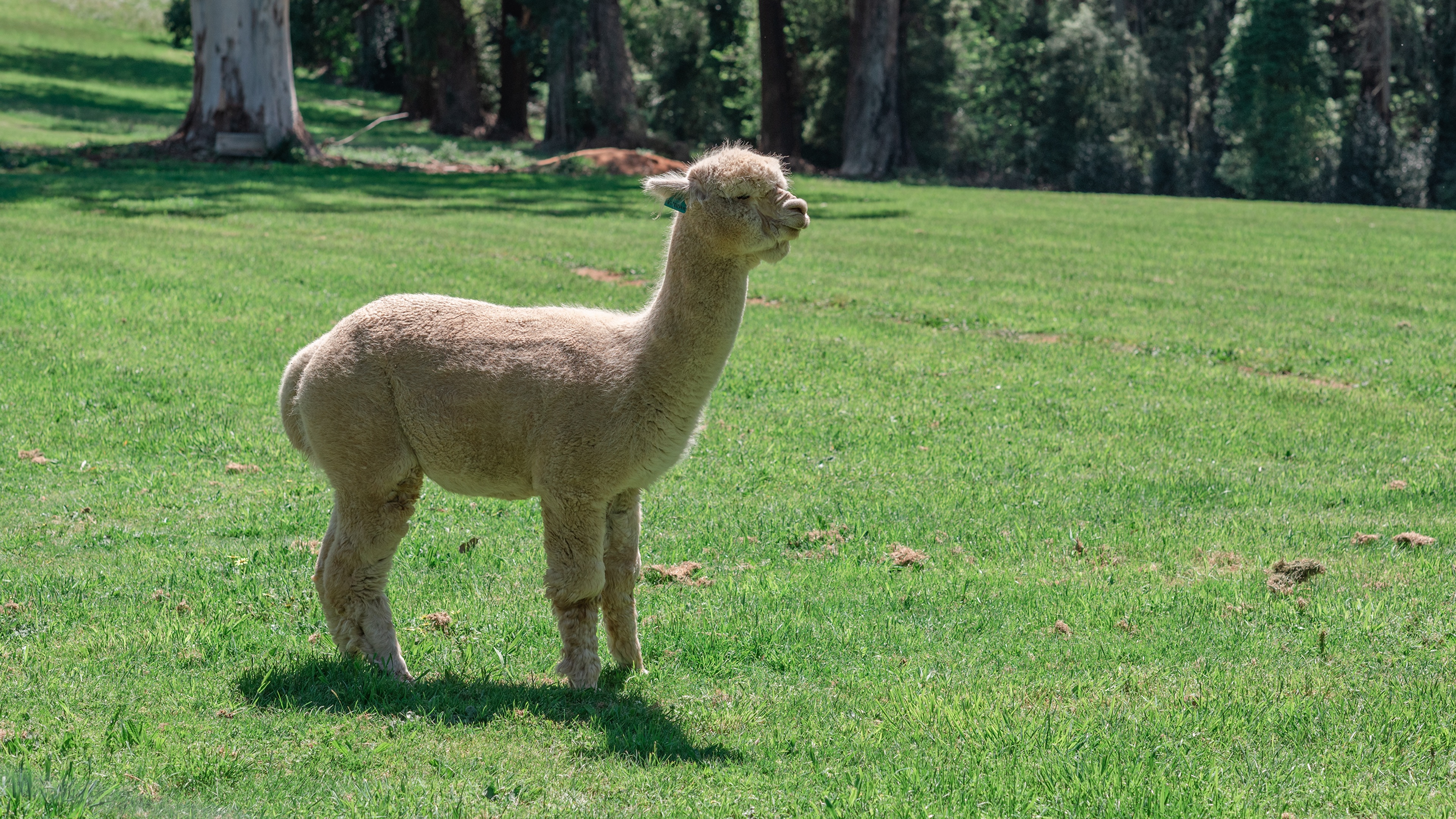 壁紙 3840x2160 偶蹄類 Alpaca 草 側面図 動物 ダウンロード 写真
