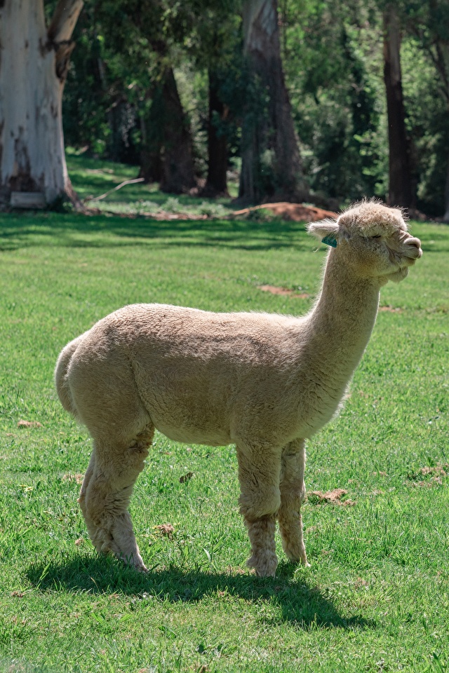 壁紙 640x960 偶蹄類 Alpaca 草 側面図 動物 ダウンロード 写真