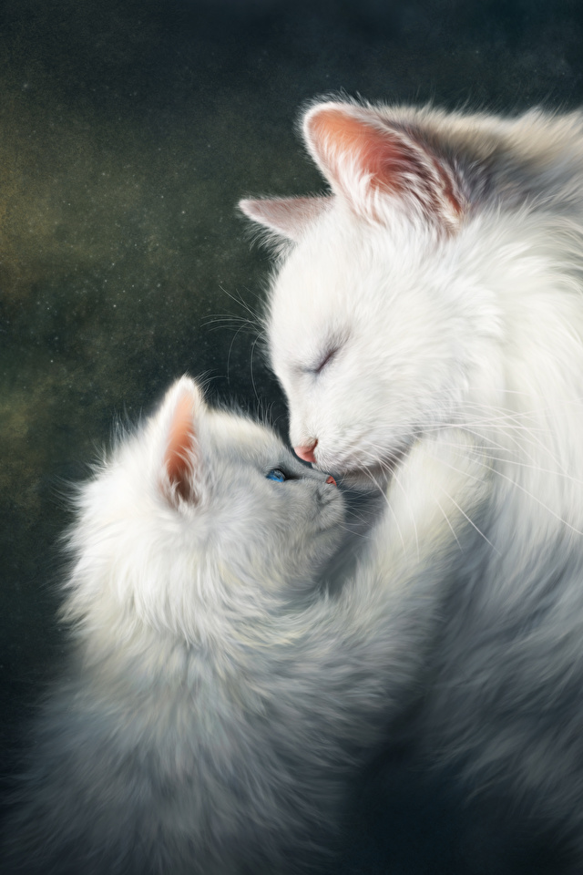 壁紙 640x960 飼い猫 描かれた壁紙 愛 2 二つ 子猫 白 可愛い 動物 ダウンロード 写真