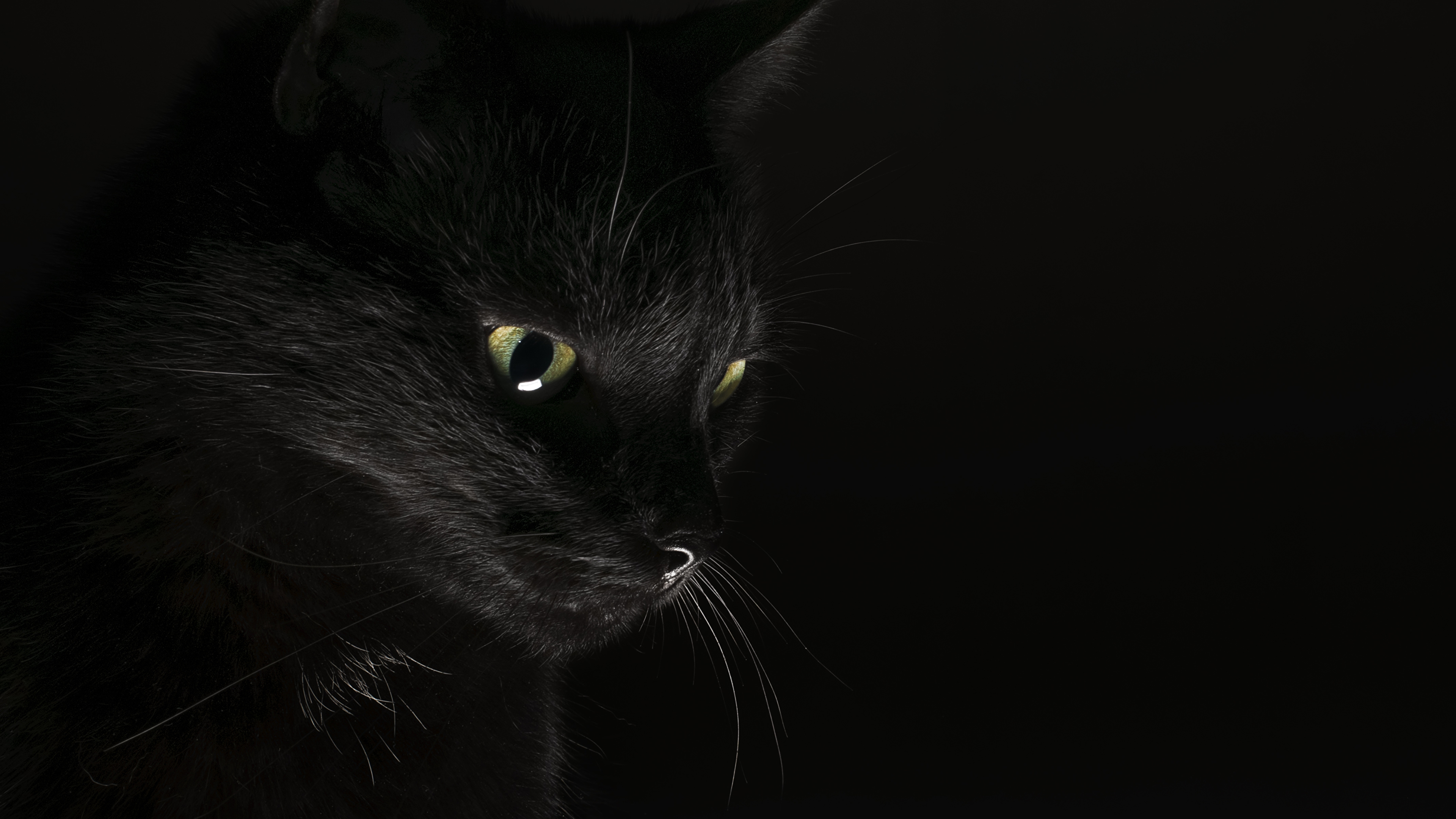 壁紙 3840x2160 飼い猫 黑 黒色背景 動物 ダウンロード 写真
