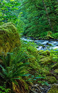 Pictures USA Forest Tree stump Moss Brook Wahclella Falls Oregon