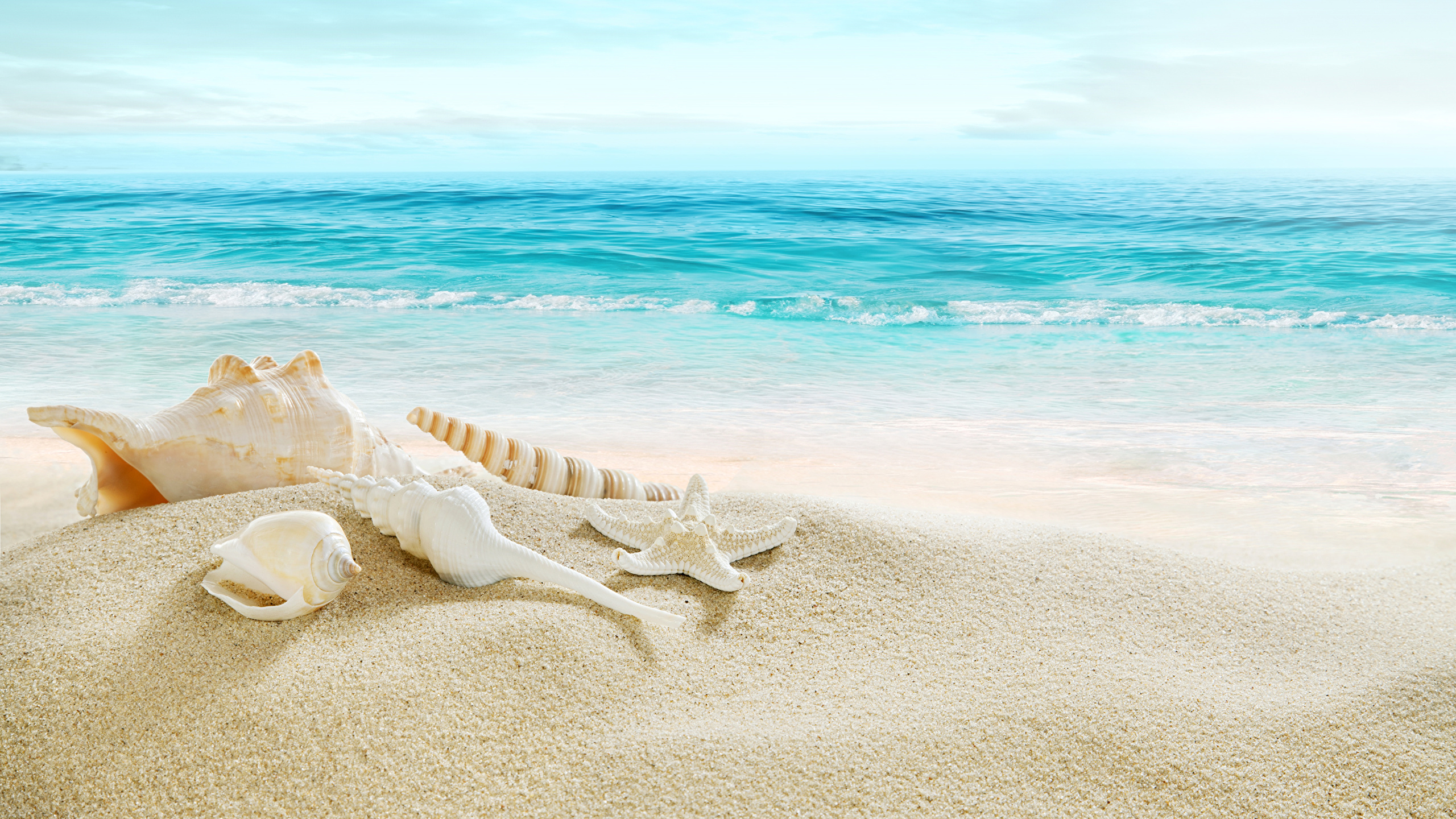 Desktop Wallpapers Beach Sea Nature Shells Coast 2560x1440