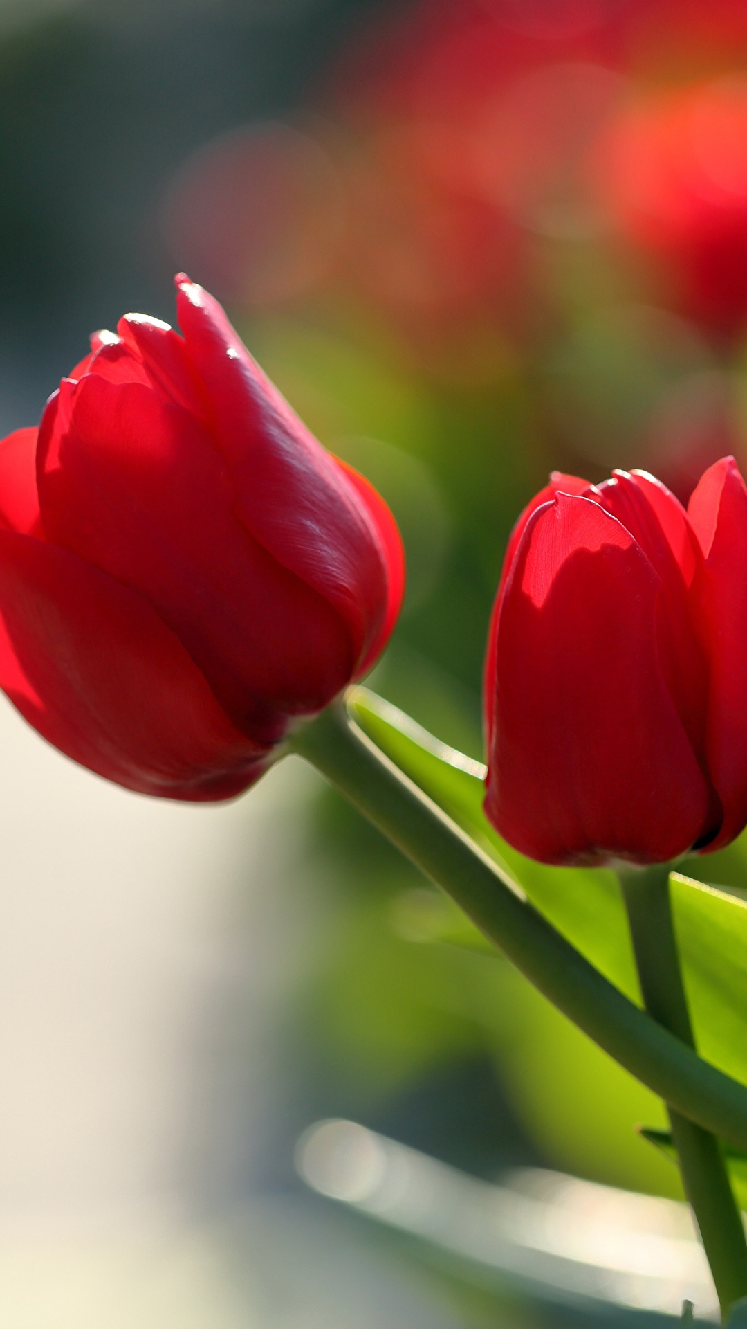 Fondos de Pantalla 1080x1920 Tulipas De cerca Rojo Flores descargar imagenes