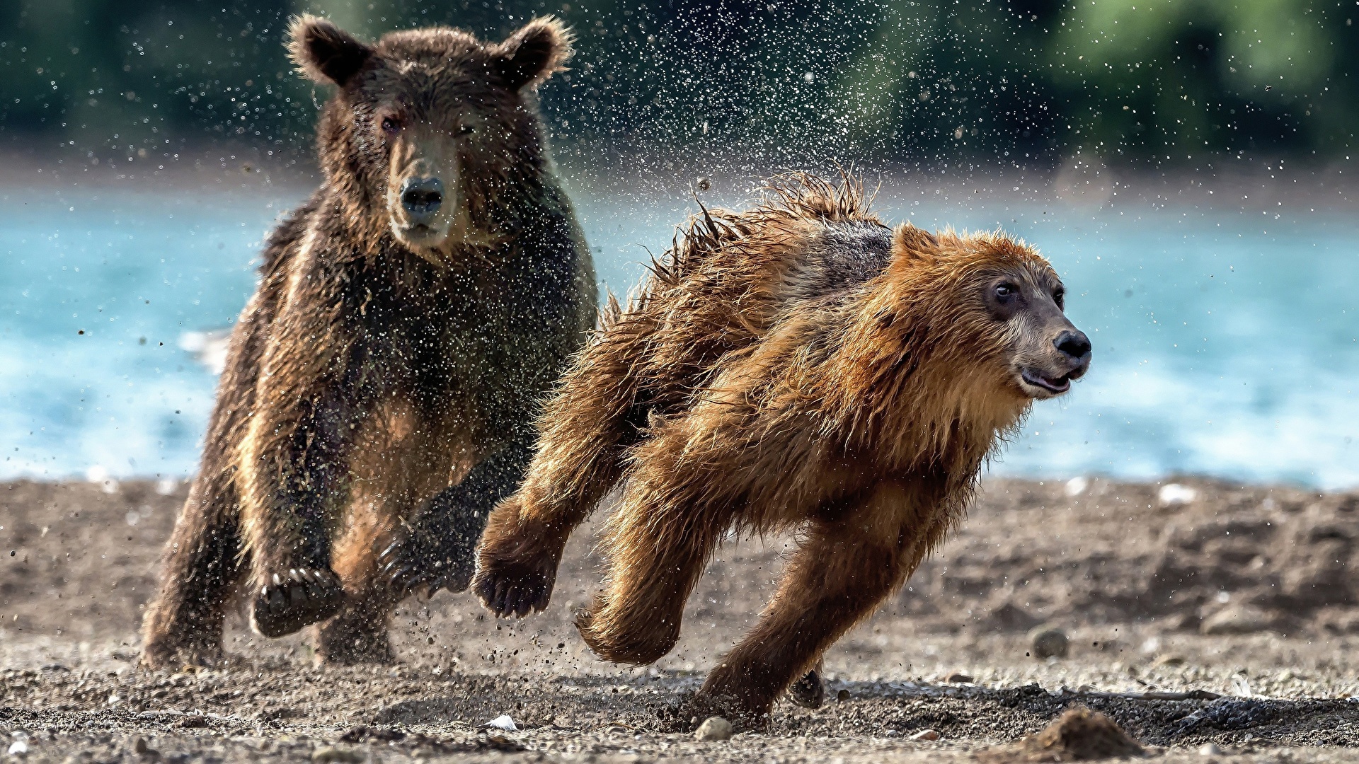 Фото бегущий медведь