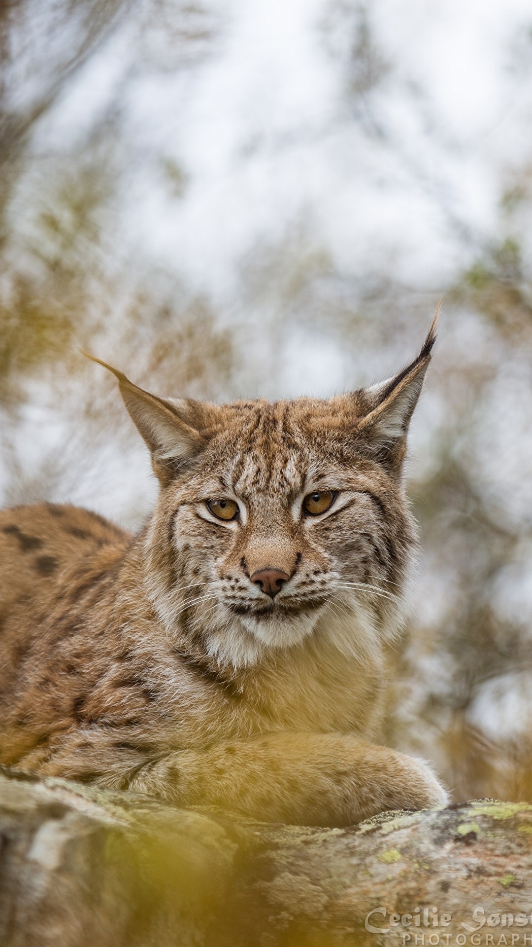 Download Lynx wallpapers for mobile phone free Lynx HD pictures