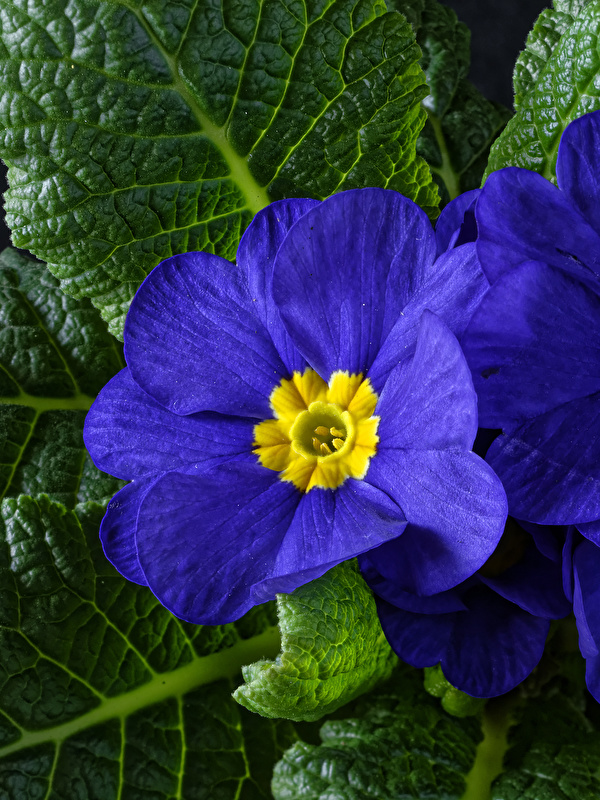 Picture Blue Primula Flowers Closeup 600x800