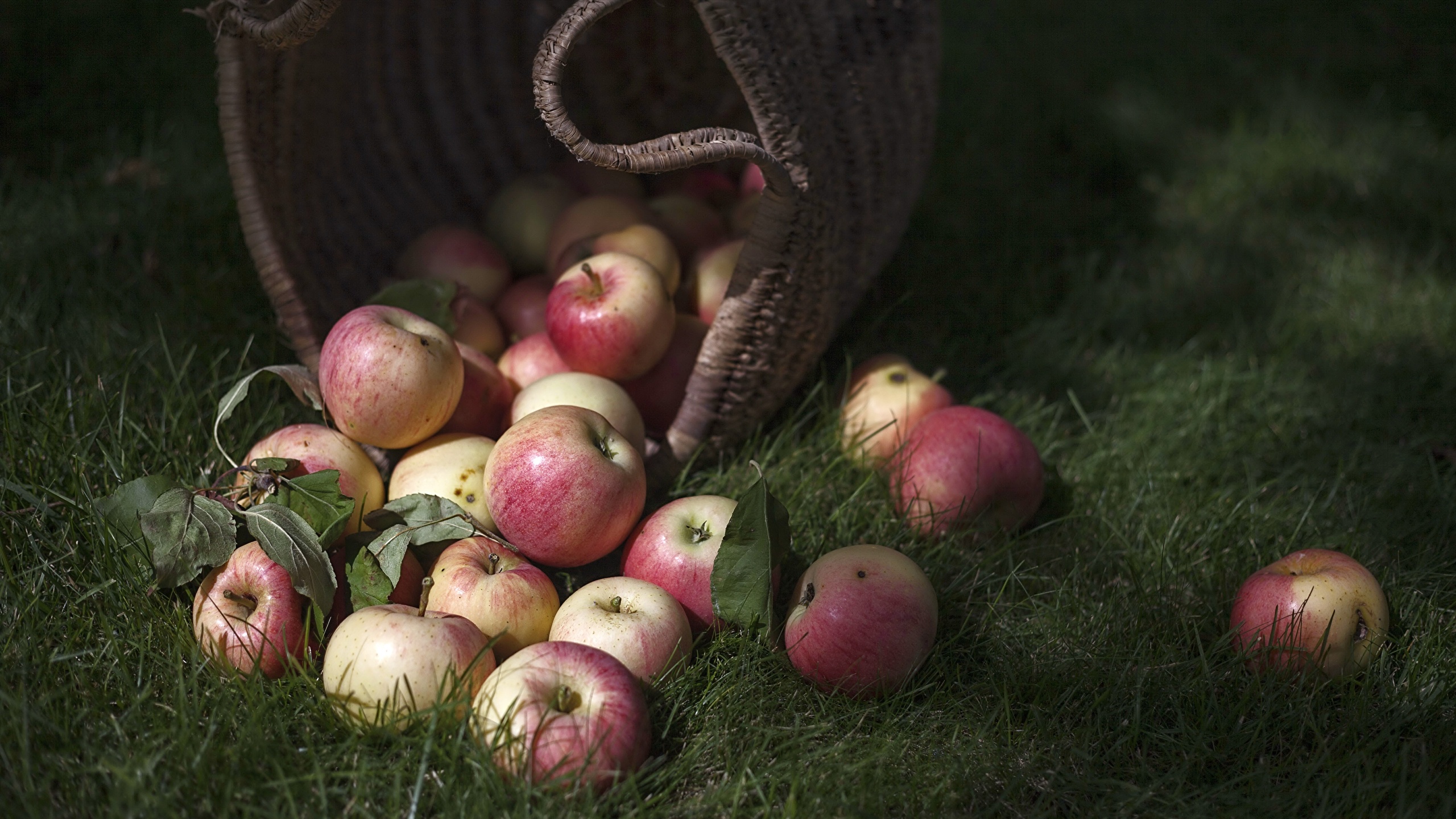 Wallpaper Apples Wicker basket Food Grass 2560x1440