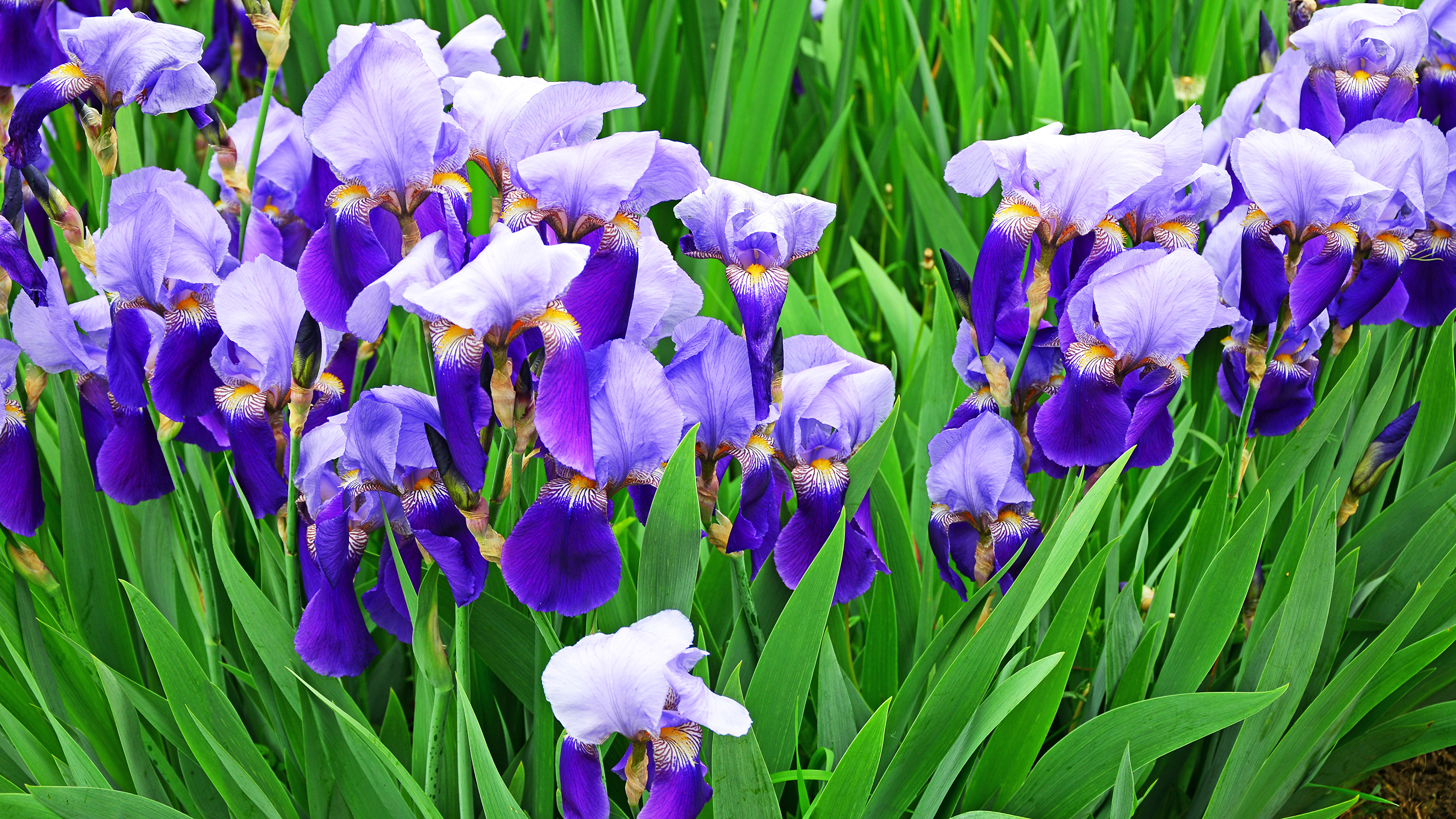 Какого цвета ирис цветок. Ирис Касатик. Цветок Ирис Касатик. Ирис фиолетовый обыкновенный. Ирис (растение).