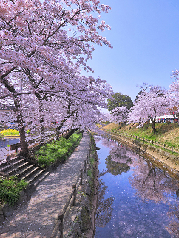 Bilder Prafektur Tokio Japan Japanische Kirschblute Kanal 600x800