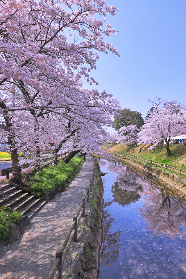 Bilder Prafektur Tokio Japan Japanische Kirschblute Kanal 640x960
