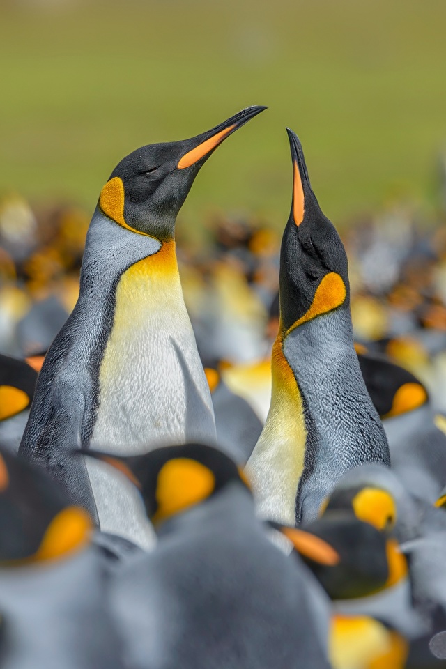 Fondos de Pantalla 640x960 Pingüinos Muchas King penguin Bokeh Animalia  descargar imagenes