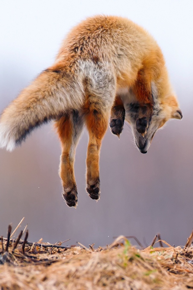 壁紙 640x960 キツネ 飛び 動物 ダウンロード 写真