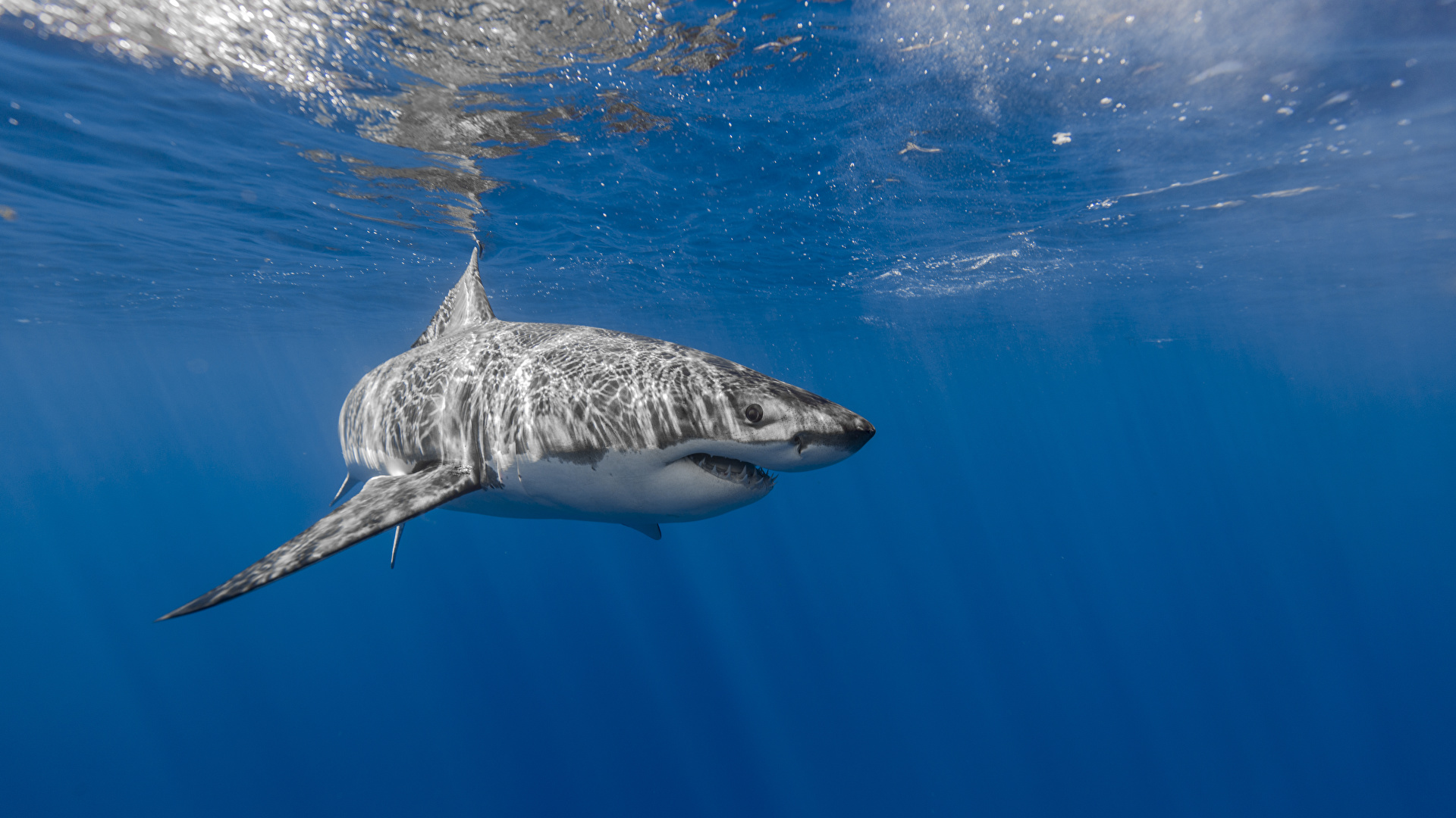 壁紙 19x1080 サメ 水 アンダーウォーターワールド 動物 ダウンロード 写真