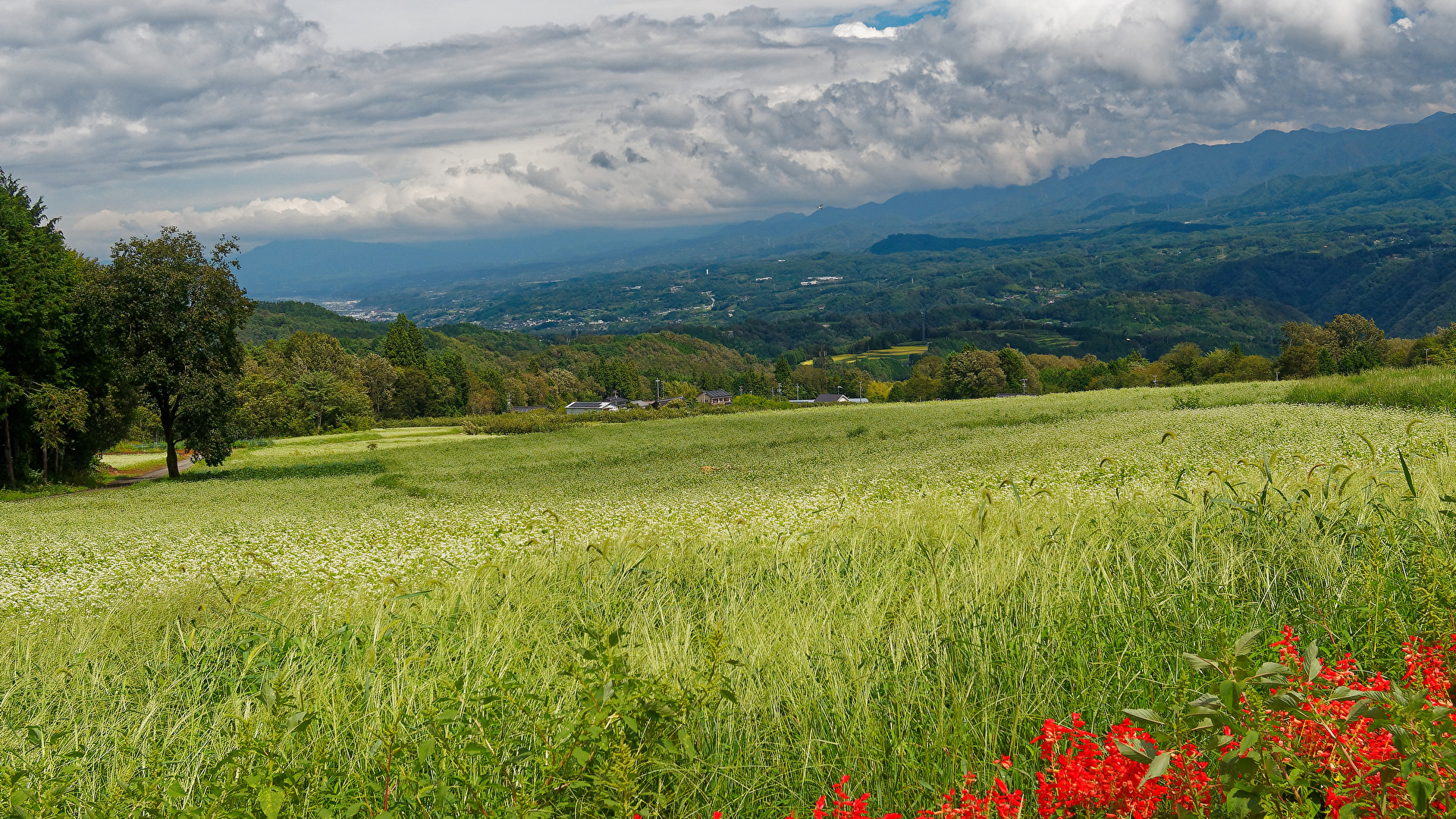 壁紙 19x1080 日本 風景写真 畑 Nagano 丘 花穂 自然 ダウンロード 写真