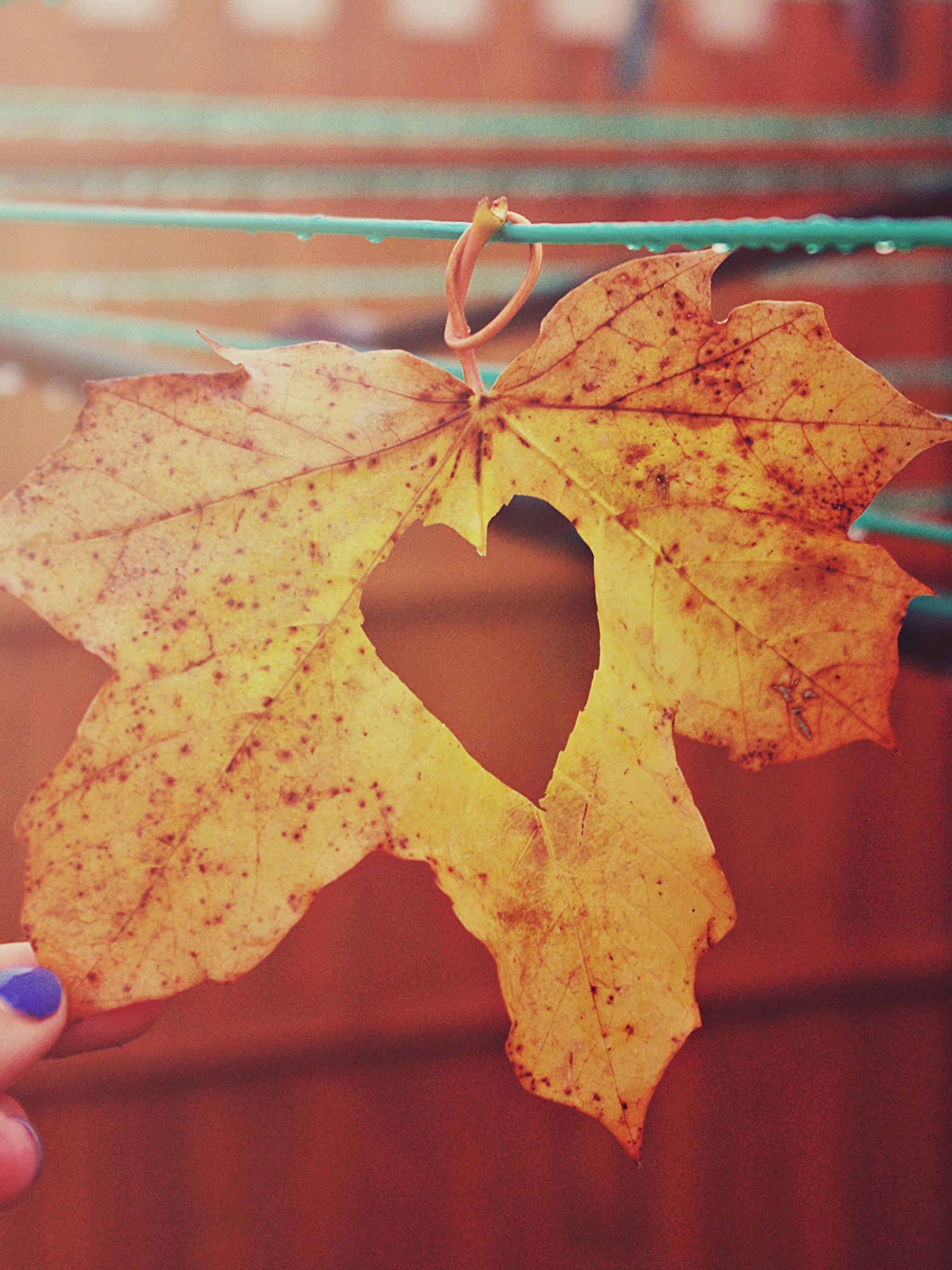 красивые фото осенних листьев стильные