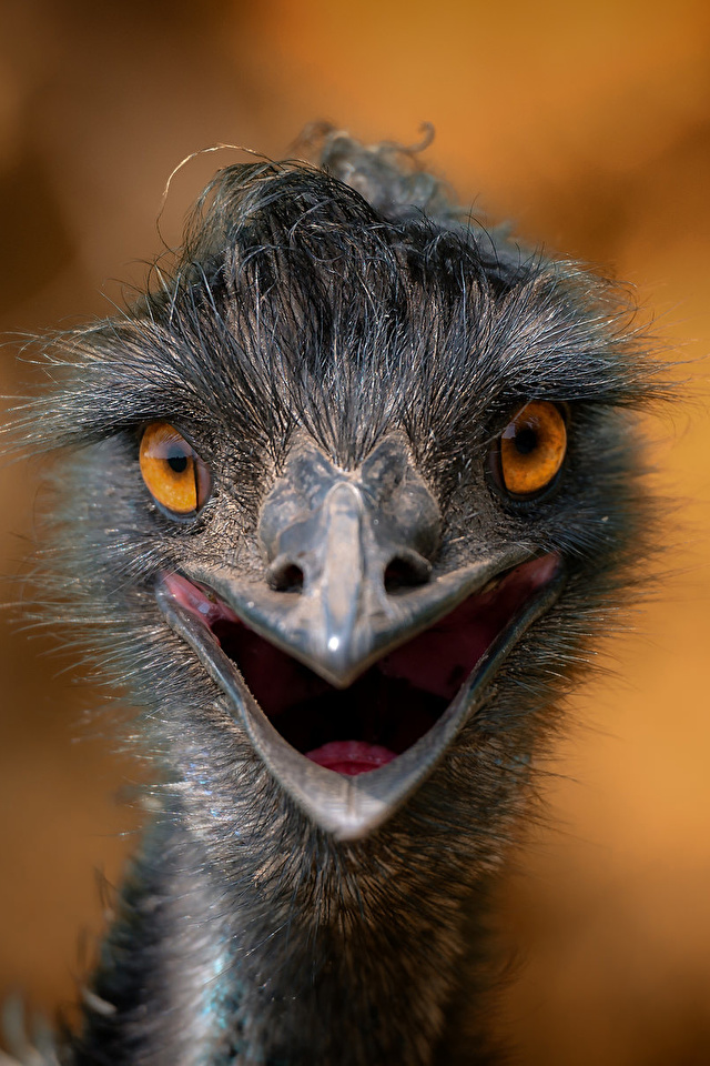 birds cute eyes grey neck  Ostriches Funny animals Animals wild