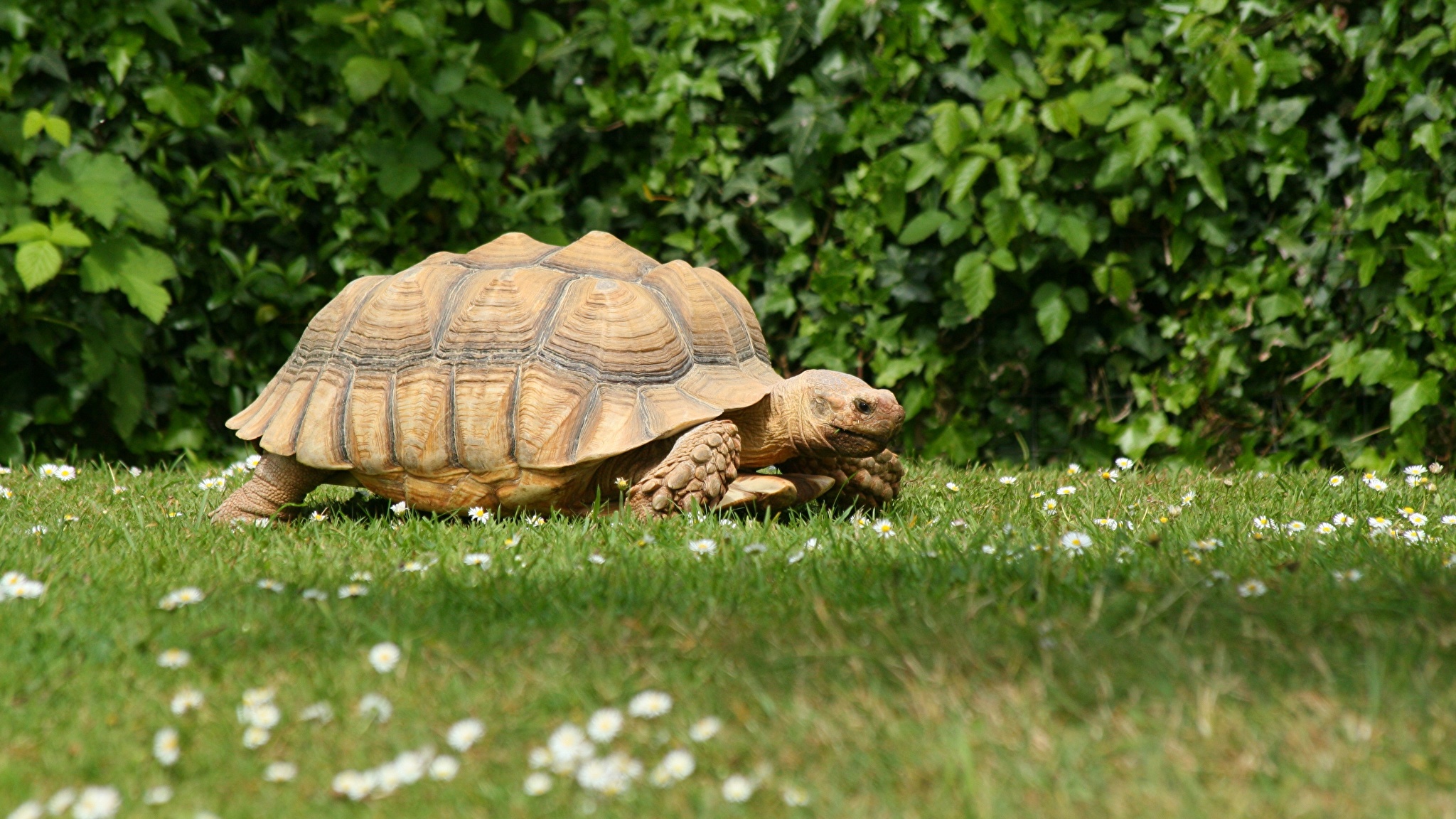 Черепахи пара. Черепаха Тартаруга трава. Черепуха. Красивые черепахи. Черепаха в природе.