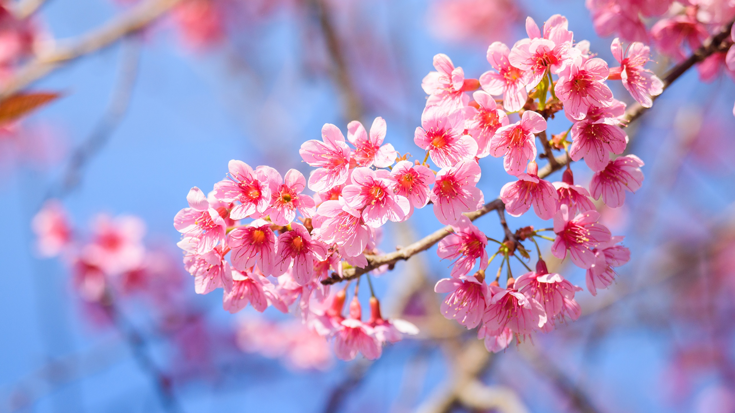 Fondos de Pantalla 2560x1440 Floración de árboles De cerca Rama Sakura  (cerezo) Rosa color Flores descargar imagenes
