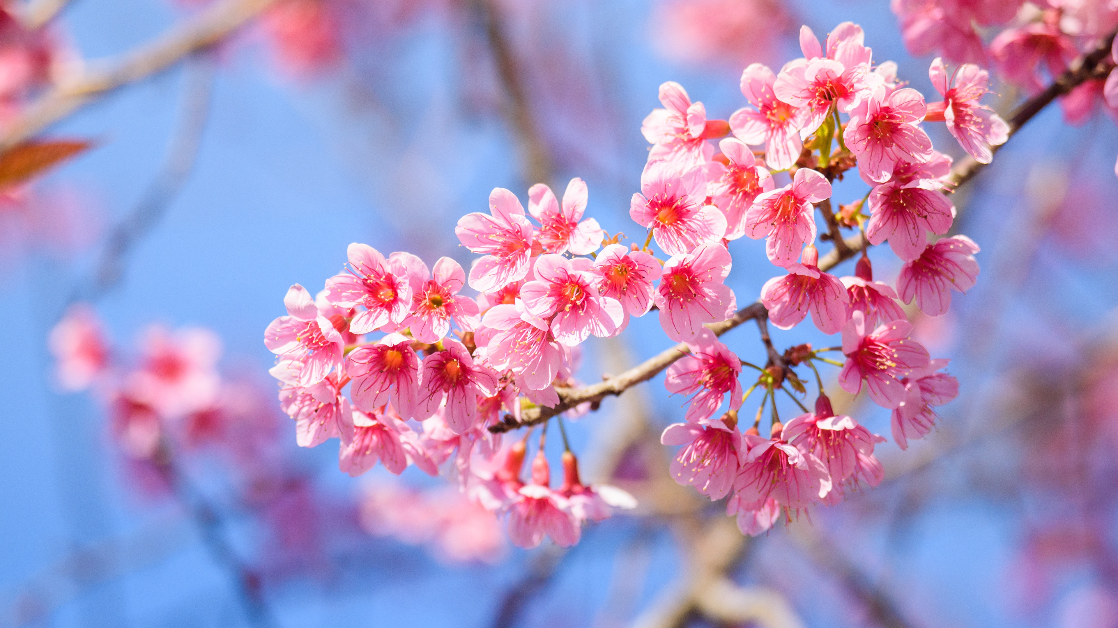 Image Sakura Pink color flower Branches Closeup Flowering 3840x2160