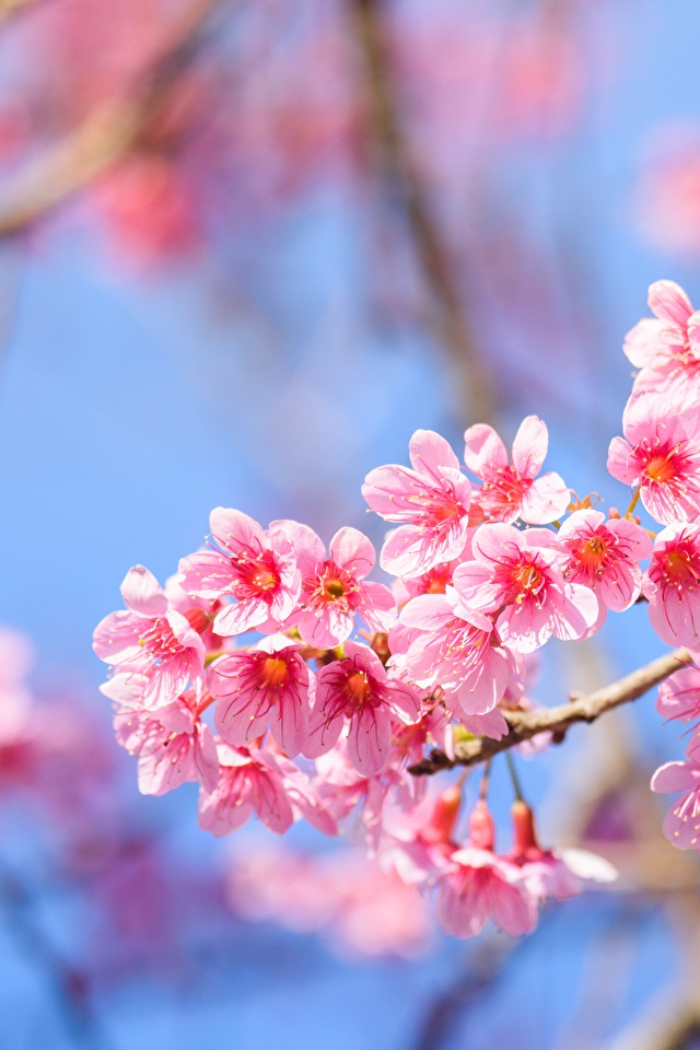 壁紙 640x960 花の咲く木 クローズアップ 枝 サクラ ピンク 花 ダウンロード 写真