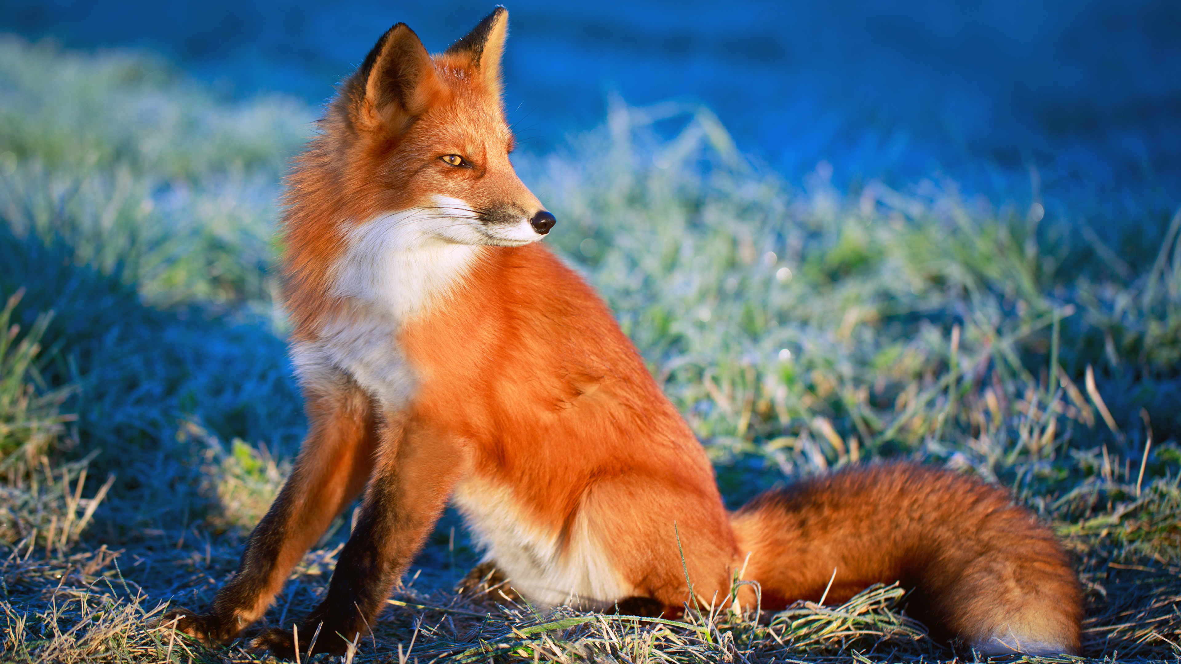 Pictures Foxes Glance Animal 3840x2160
