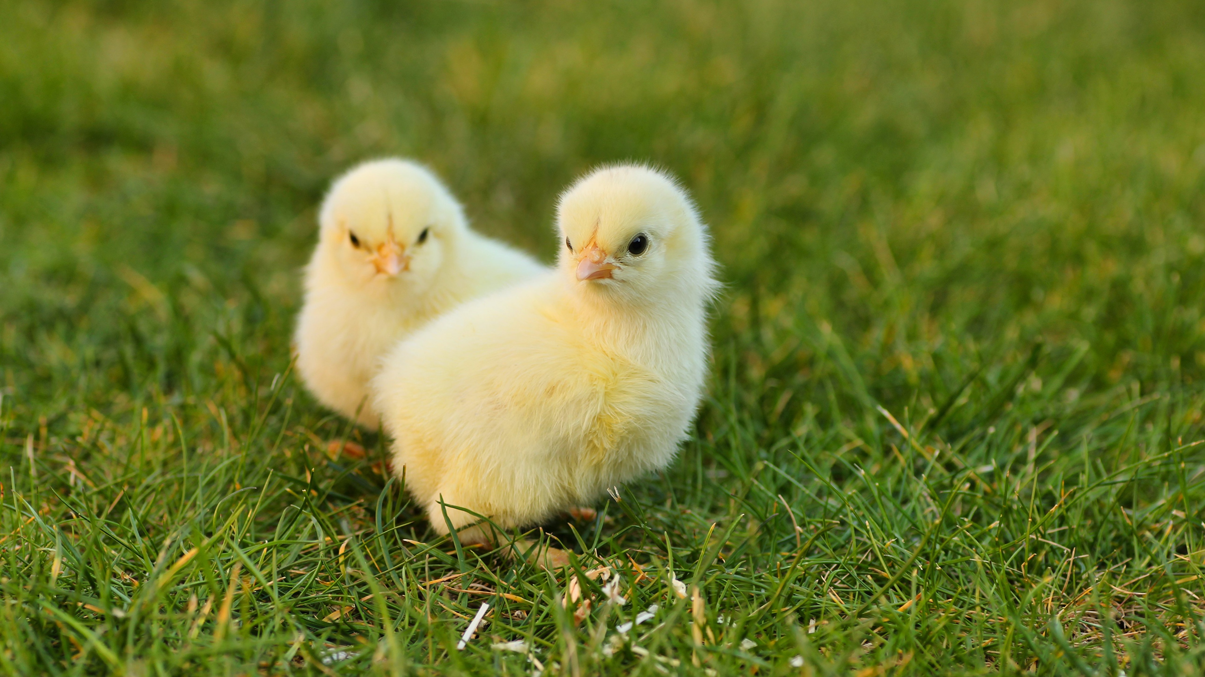 Picture bird Chicks Bokeh Two Yellow Grass animal 3840x2160